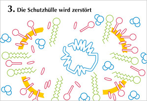 Grafik Seifenmoleküle brechen die fetthülle des Coronavirus auf